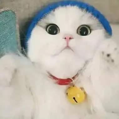 高清治愈系的2021头像可爱呆萌猫图片