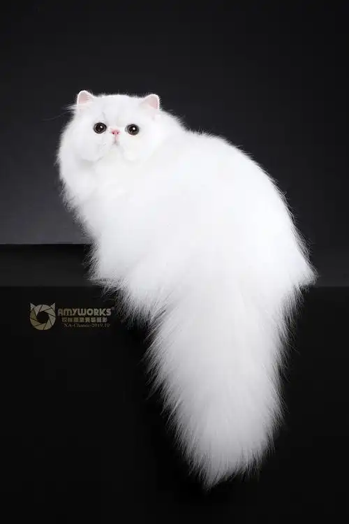 波斯猫|摄影|宠物摄影|amyworks赛猫摄影 - 原创作品 - 站酷 (zcool)