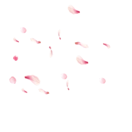 飘落的桃花花瓣图片