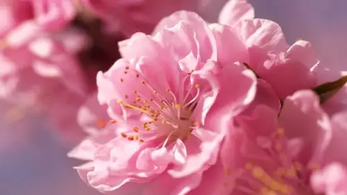 android安卓小清新 娇艳欲滴 花高清手机壁纸免费下载,安心市场-用