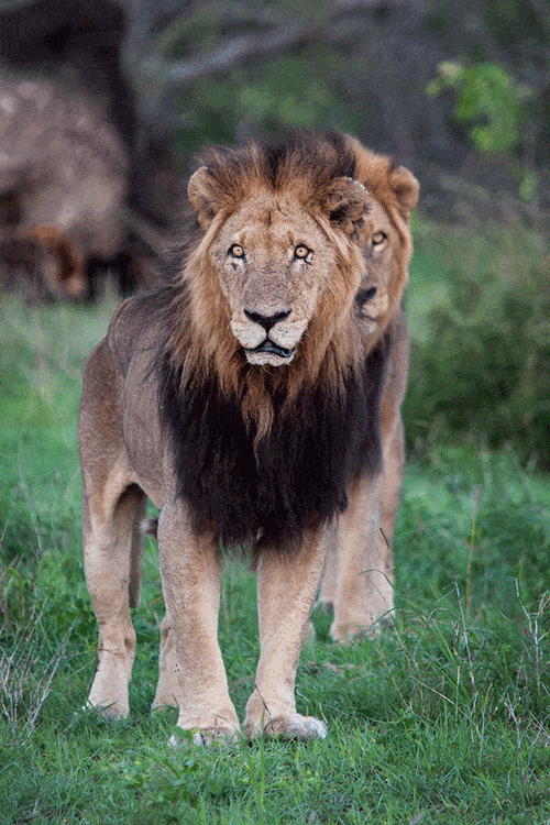 老恩或许不是最强狮王,但它缔造的坏男孩联盟,是永远的传奇_狮群_雄狮