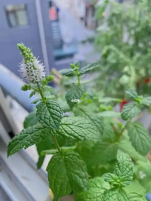 小小的,真是可爱啊～希望如你的花语一般,带来爱～[红色心形r][红色