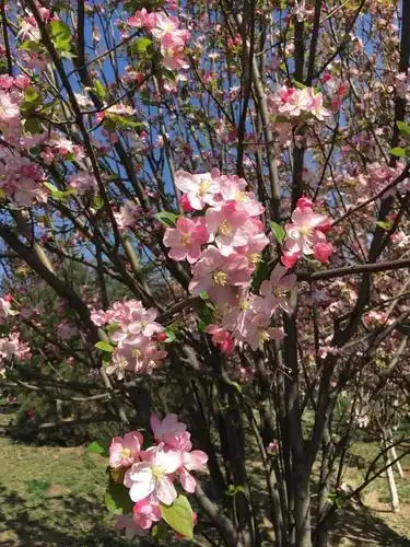 【春景图】夕阳下的油菜花地,美出了意境