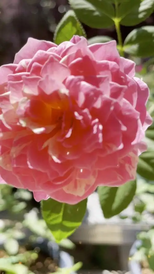 8月初才开过花的蔻丹再次开放,虽然这几天温度极高,花瓣有点烤焦了的