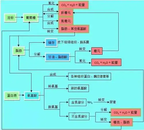 16.有氧呼吸与无氧呼吸的比较