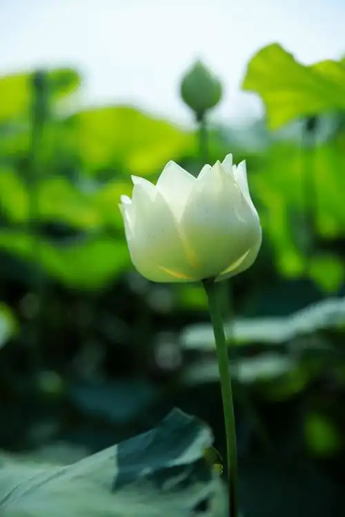 夏日风韵,禅意荷花