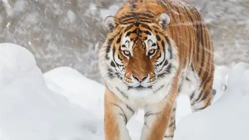 虎,雪,冬天 1080x1920 iphone 8/7/6/6s plus 壁纸,图片,背景,照片