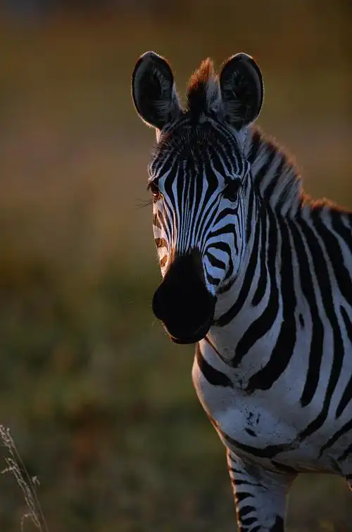 草原斑马站立,马赛马拉,肯尼亚图片下载
