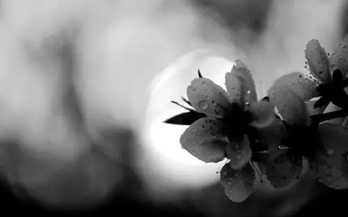 黑白桃花-小品-春回大地,不断更新