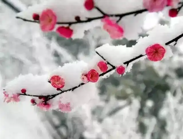 傲雪寒梅为君开