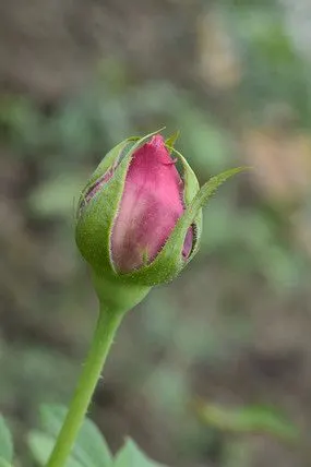 含苞待放的金黄色月月红花苞
