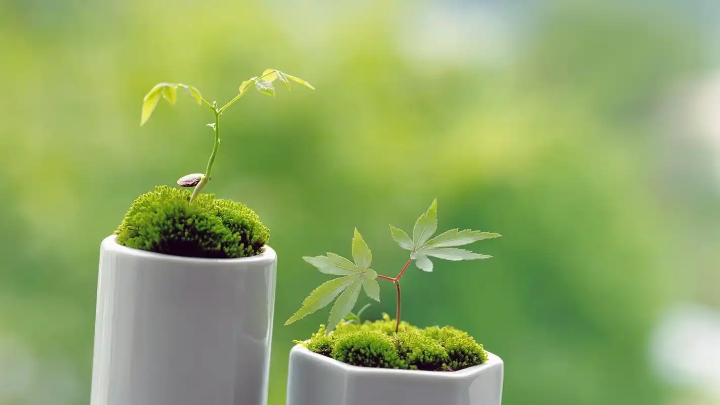 绿色护眼植物高清桌面壁纸