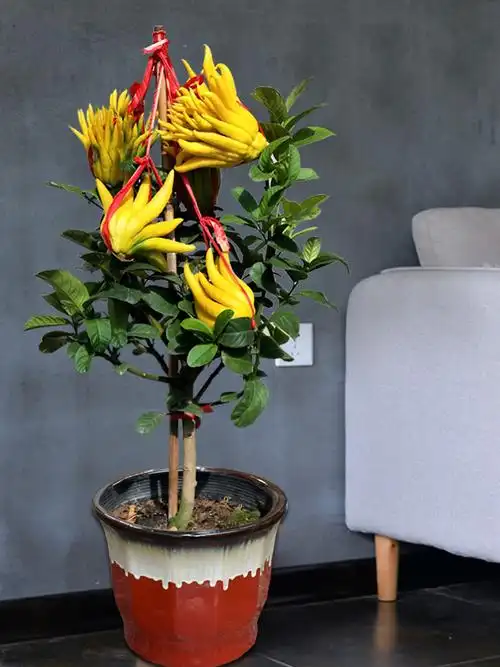 金佛手盆栽带果发货室内客厅招财绿植庭院阳台大型绿植