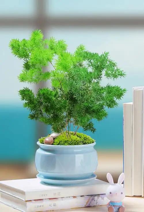 蓬莱松盆栽植物室内客厅办公室桌面好养观叶绿植花卉盆景四季常青