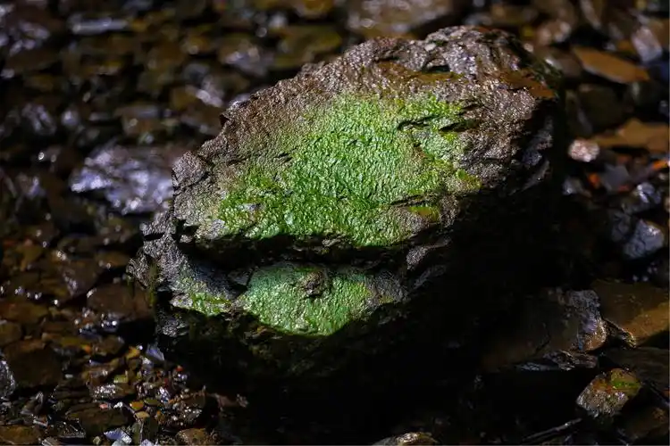 这一抹墨绿色特喜欢
