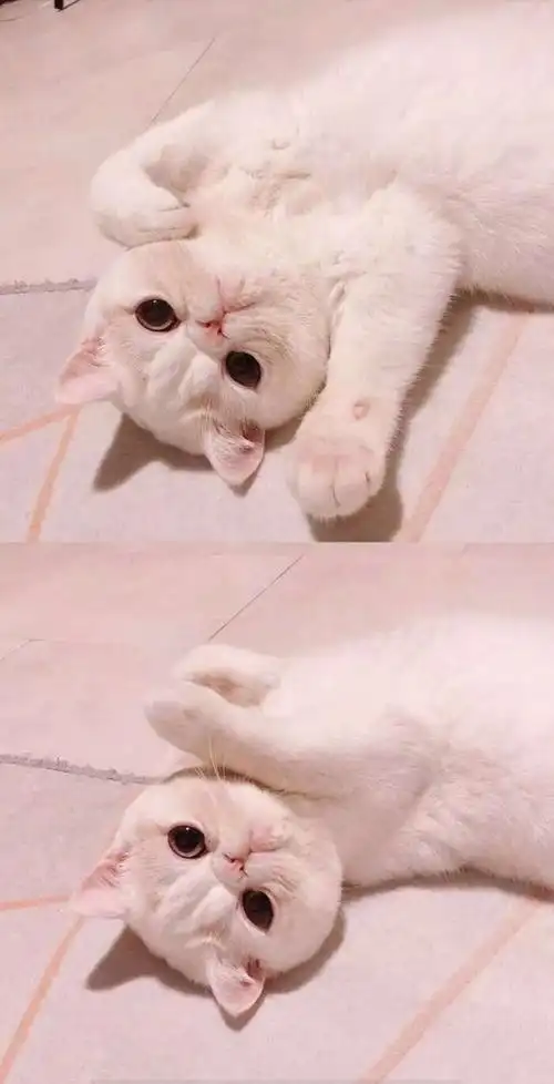 苏沫 可爱萌系猫咪文艺范清新拼_手机壁纸_唯美其他手机壁纸_我要个性