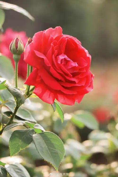 云南大学玫瑰花盛放##为中国最美校园打call