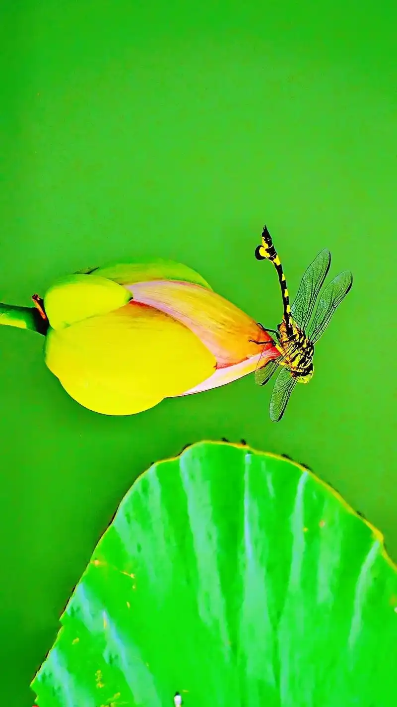 蜻蜓也爱莲,原创摄影作品.#夏日荷花 - 抖音