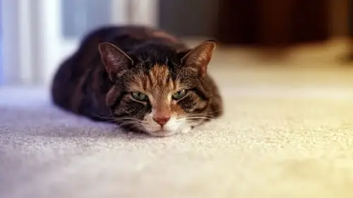 可爱猫咪高清宽屏桌面壁纸