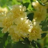 唯美好看七里香微信头像【点击鼠标右键下载】