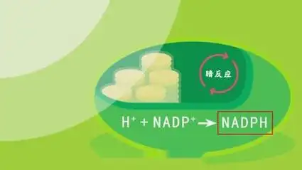 光反应和暗反应