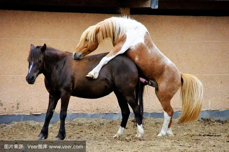 马交配