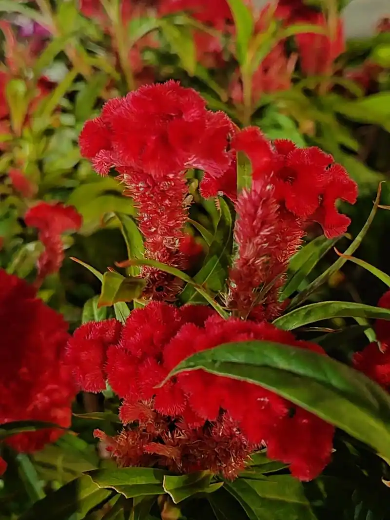 分享图片:红红火火的鸡冠花,象征着蒸蒸日上的好生活