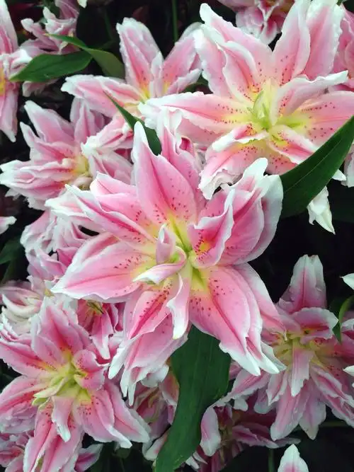 在tatton park,邂逅了美丽的natalia.从来没有见过这样重叠多瓣的百合