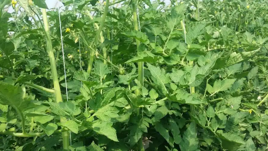 番茄秧苗细弱叶片变小茎杆越来越细落花一开始就几颗,浇水后逐渐蔓延.