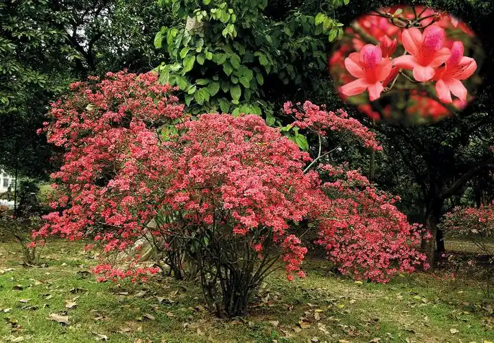 早春二月赏杜鹃