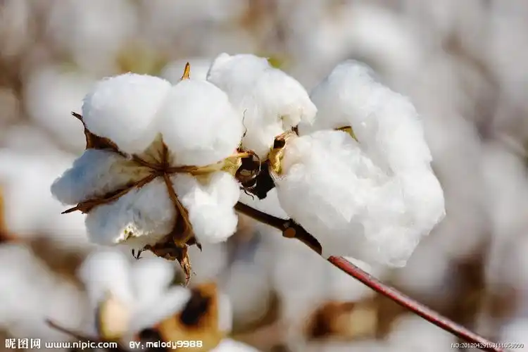 雪白的棉花