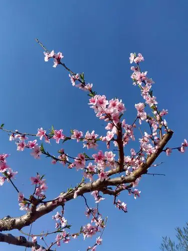 我在十里桃花林,等你来