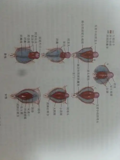相关回答可以看:破处之后是不是有利于抑制痛经?