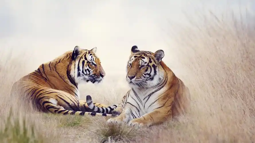 壁纸 两只老虎,草 3840x2160 uhd 4k 高清壁纸, 图片, 照片