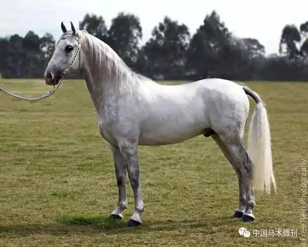 马种百科之马种分类温血马:75利比扎马