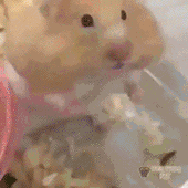 表情包超可爱的小仓鼠