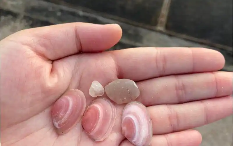 三个粉色贝壳萌化我的心,满意了_哔哩哔哩_bilibili