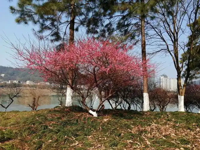 滨江公园 红梅花开 - 美篇