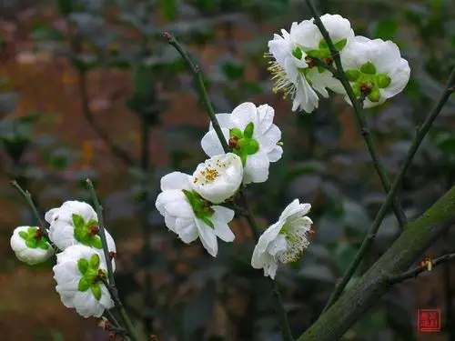 素雅芳香的金钱绿萼梅