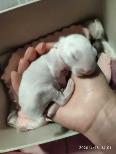 兔宝宝成长记从出生到第六天