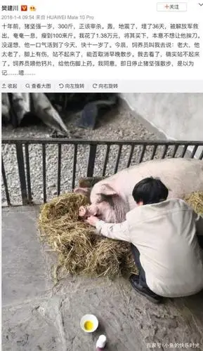 "猪坚强"因年老衰竭而亡,你可知其背后的故事