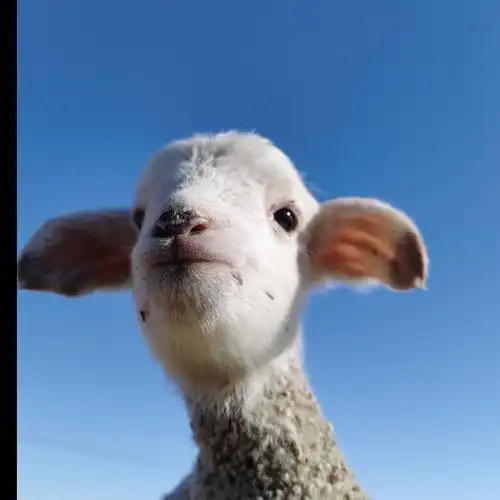 求可爱小羊的头像