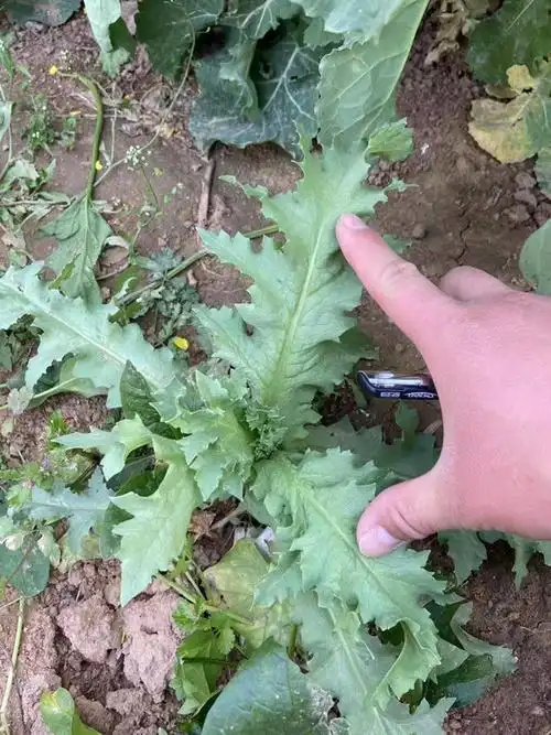 河南发布2022年度禁种罂粟通告,非法种植罂粟超500株且不主动铲除将判