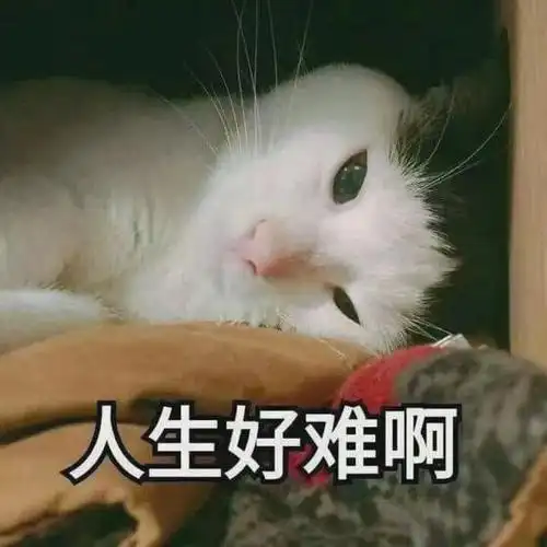 猫咪也会一到冬天就情绪低落吗