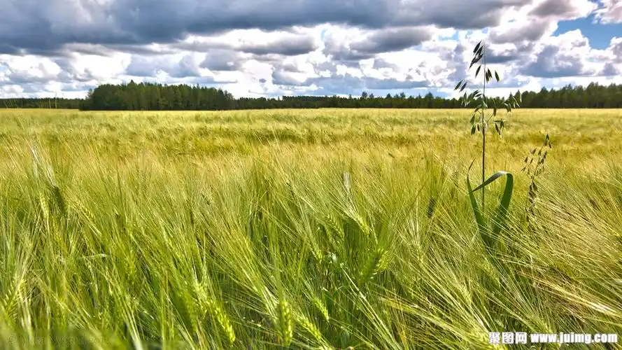 美丽麦田风光图片下载(图片id:1343738)_-风景壁纸-图片素材_ 聚图网