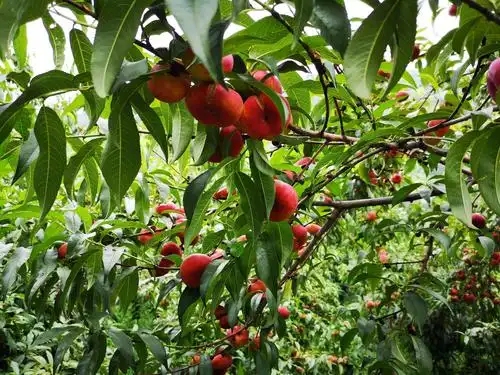 水泉村九莲山蟠桃园采摘开始啦!!! - 美篇