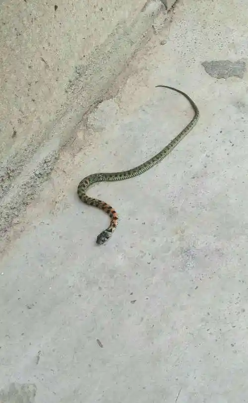 路边偶见一条小蛇大神科普下这是什么蛇