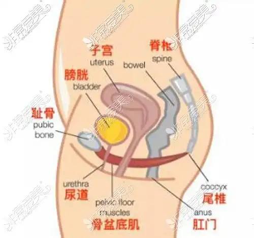 子宫各部位位置分布