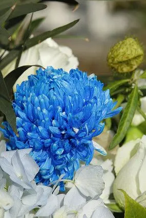 阳光下的蓝色菊花