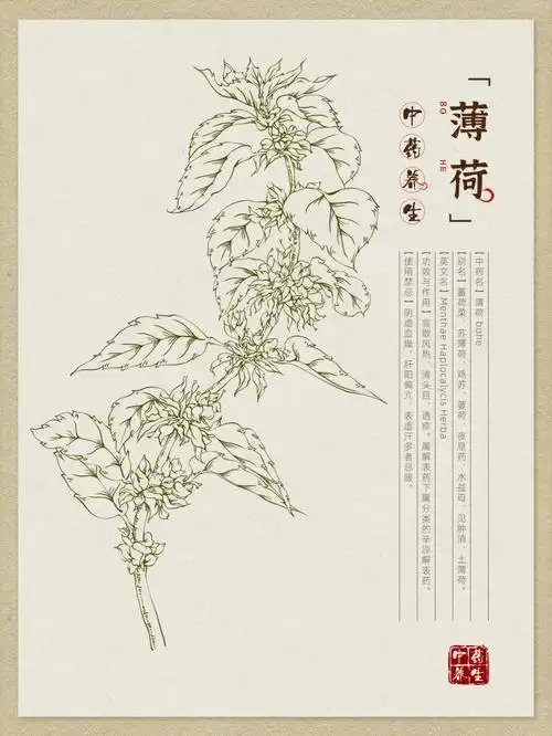 中草药手绘薄荷